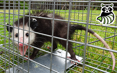Grafton County trapping