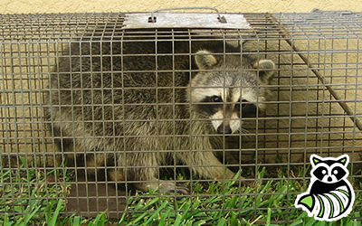Grafton County trapping